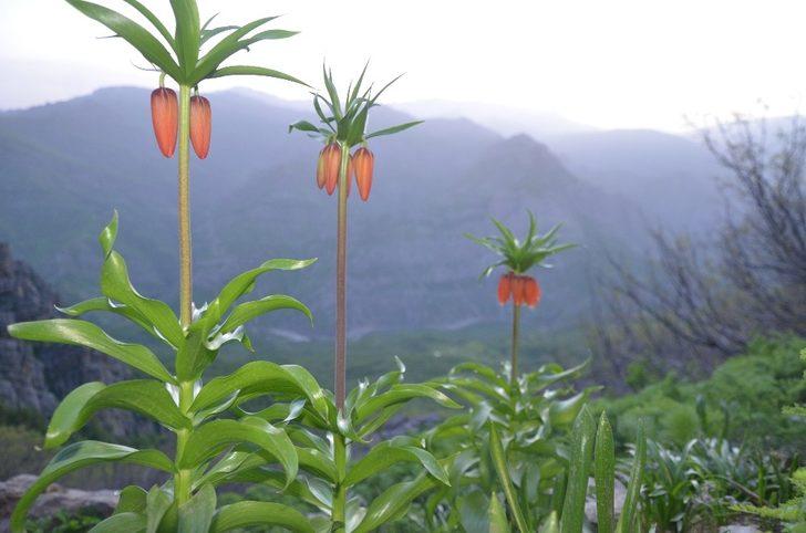 Şırnak’ta ters laleler çiçek açtı, belediye başkanı koparılmaması konusunda vatandaşları uyardı G5