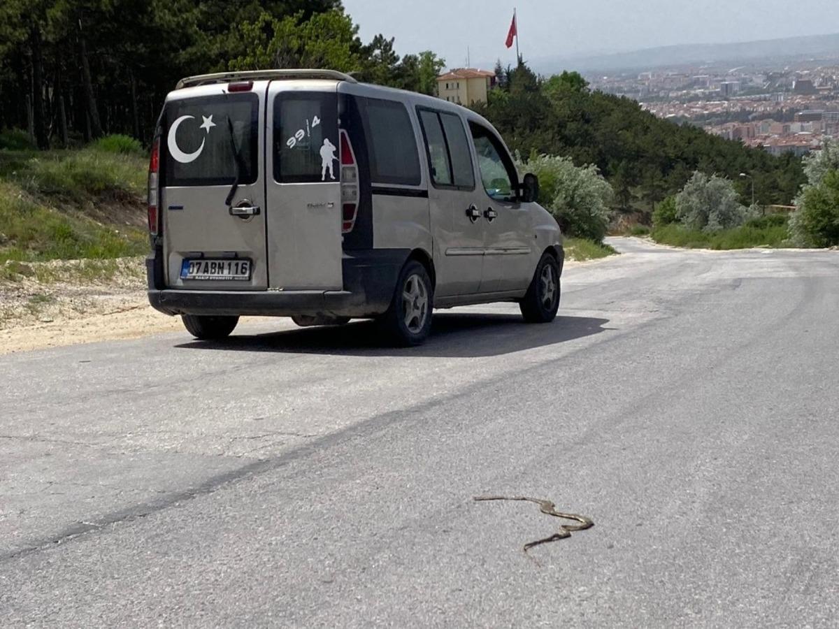Kırsal kesimde yılanlar ortaya &ccedil;ıktı