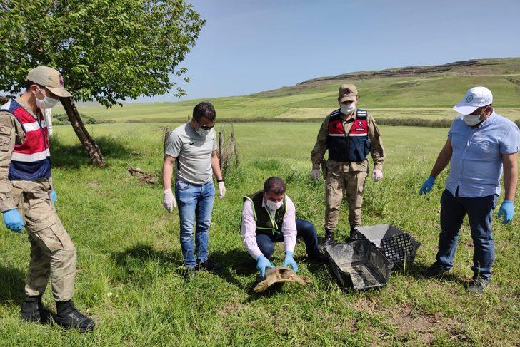 Jandarma nesli tükenmekte olan 'Fırat kaplumbağası' buldu G1