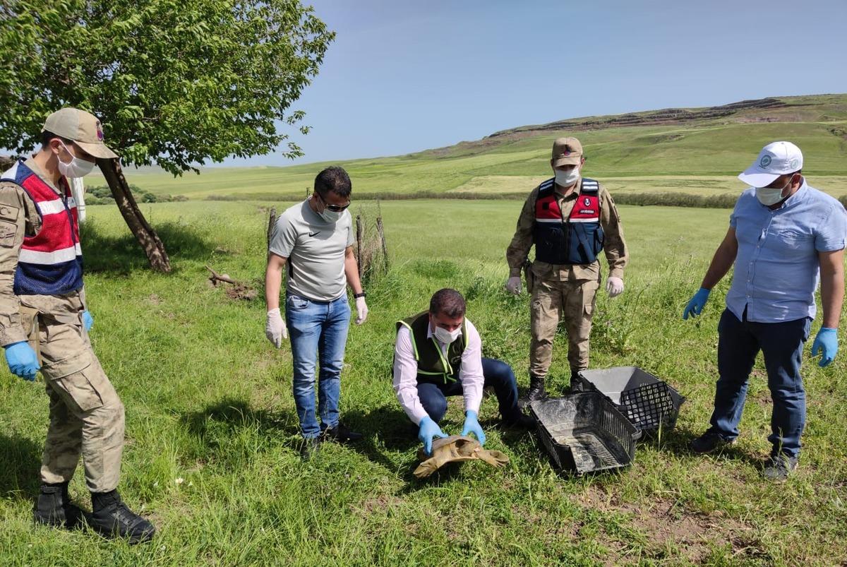 Jandarma nesli t&uuml;kenmekte olan 'Fırat kaplumbağası' buldu
