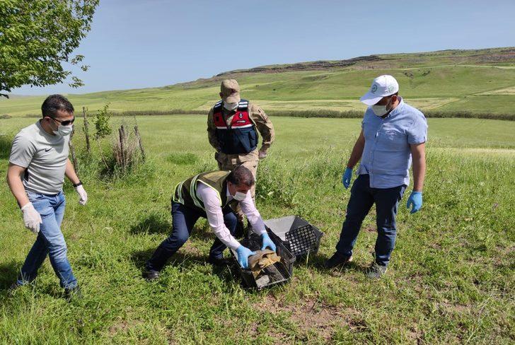 Jandarma nesli tükenmekte olan 'Fırat kaplumbağası' buldu G2