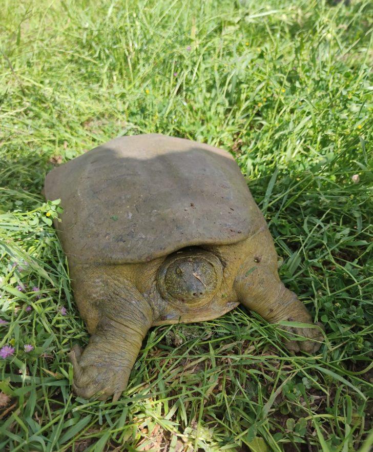 Jandarma nesli tükenmekte olan 'Fırat kaplumbağası' buldu G4
