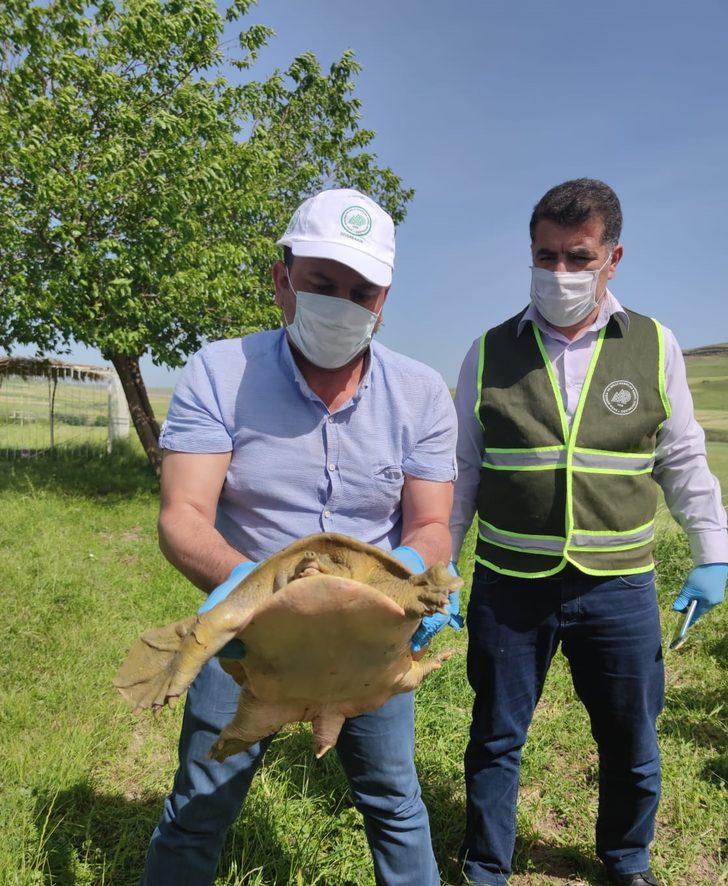 Jandarma nesli tükenmekte olan 'Fırat kaplumbağası' buldu G5
