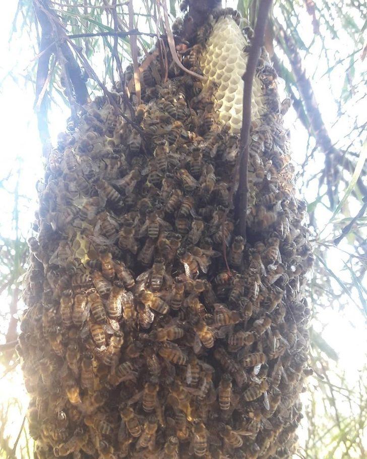 Arıcılara ’aşırı sıcak’ uyarısı G4