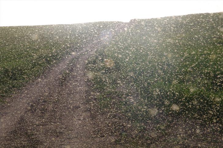 Yozgat'ta bir köy sinek istilasına uğradı G5