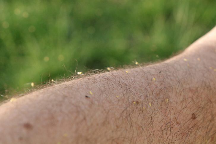 Yozgat'ta bir köy sinek istilasına uğradı G2