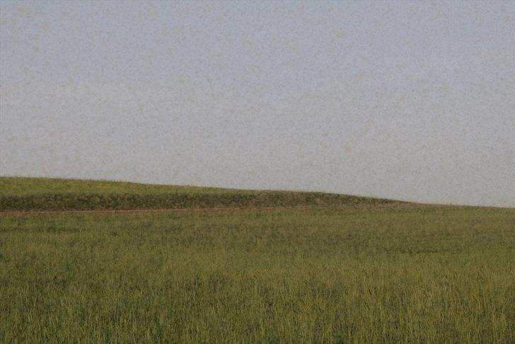 Yozgat'ta bir köy sinek istilasına uğradı G3