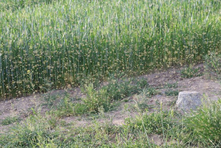 Yozgat'ta bir köy sinek istilasına uğradı G4