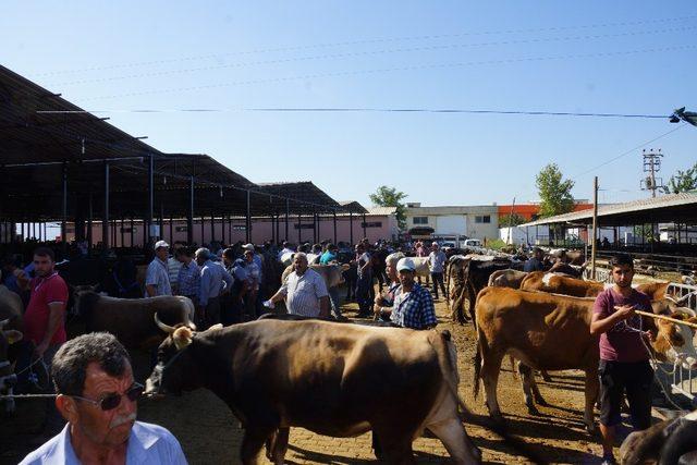 Kovid-19 tedbirleri kapsamında Çeştepe, Nazilli ve Çine Hayvan pazarları açıldı