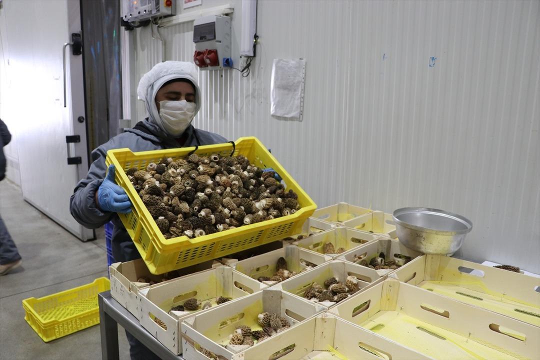 'Kuzu g&ouml;beği' ihracatı ekonomiye d&ouml;viz kazandırıyor