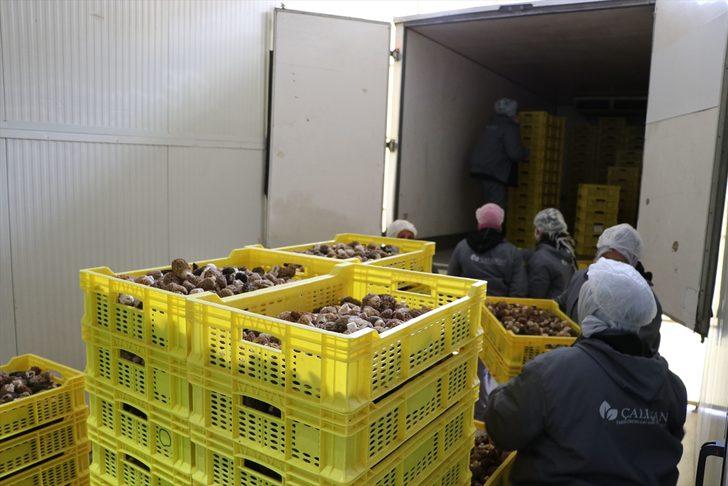 'Kuzu göbeği' ihracatı ekonomiye döviz kazandırıyor G1