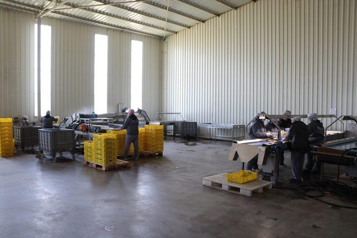 'Kuzu göbeği' ihracatı ekonomiye döviz kazandırıyor G3