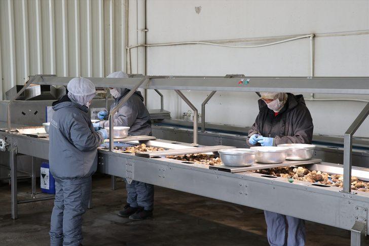 'Kuzu göbeği' ihracatı ekonomiye döviz kazandırıyor G4