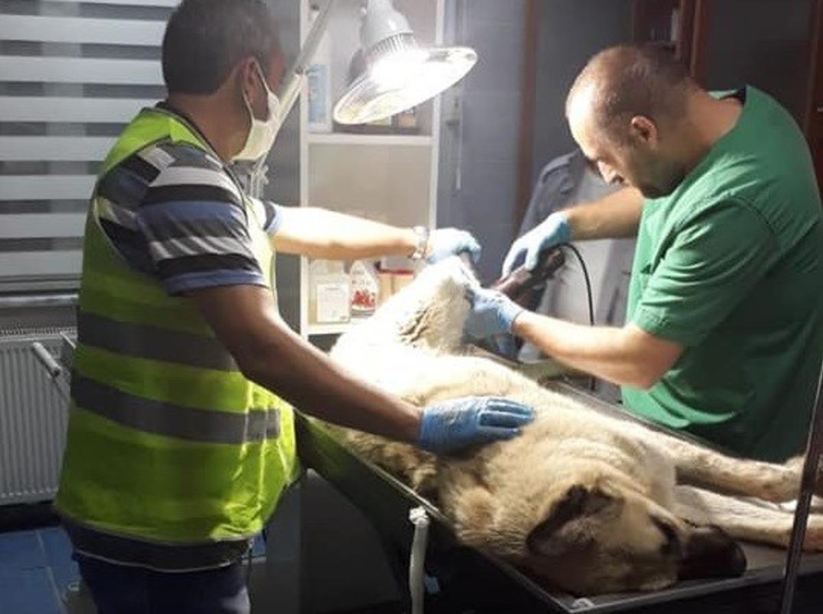 Yaralı sokak k&ouml;peği i&ccedil;in seferber oldular