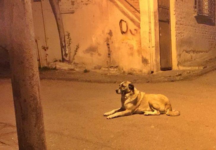 Mahallelinin maskotu köpeği, bıçaklayarak öldürdü G1