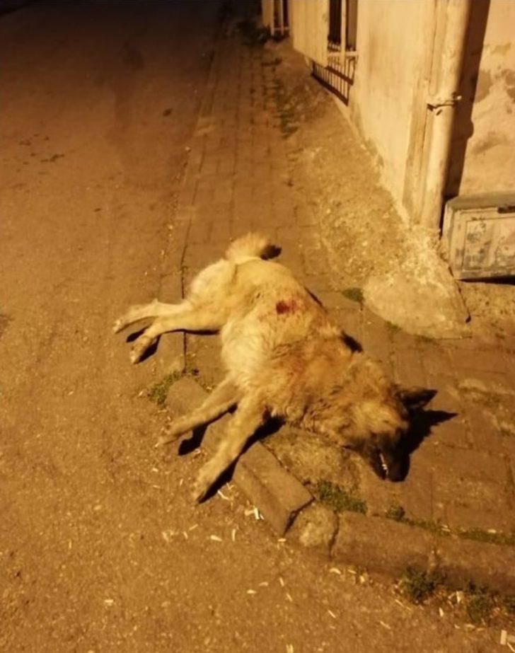 Mahallelinin maskotu köpeği, bıçaklayarak öldürdü G2