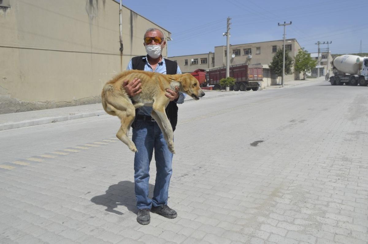 A&ccedil;lıktan &ouml;lmek &uuml;zere olan hasta k&ouml;pek barınağa teslim edildi