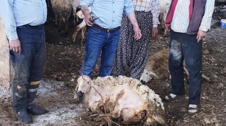 &Ccedil;obanların koyun kırkım mesaisi başladı