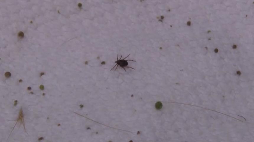 Kenedeki 'erken uyanış' KKKA vakalarını artırdı! Korkutan açıklama: Geçen yılki vaka sayısının 3-4 katını görebiliriz