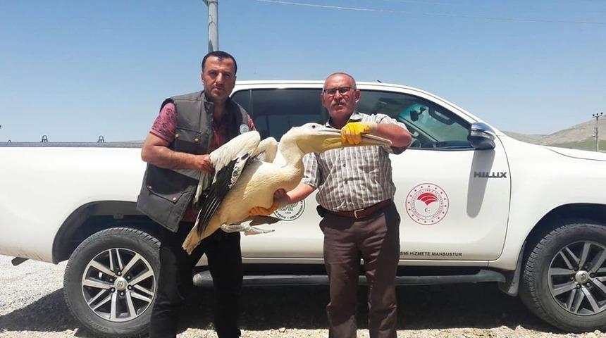 Konya’da yaralı bulunan pelikana yardım eli