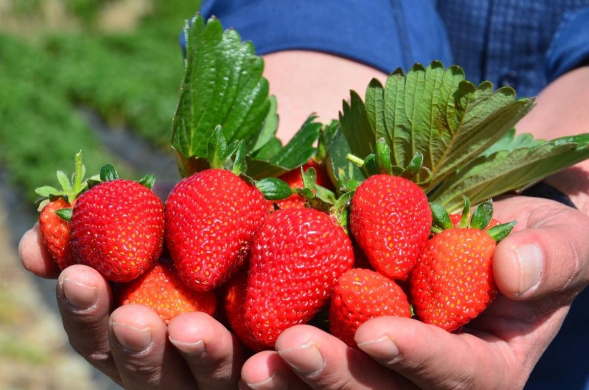 Yediveren &ccedil;ileğinde hasat ser&uuml;veni başladı