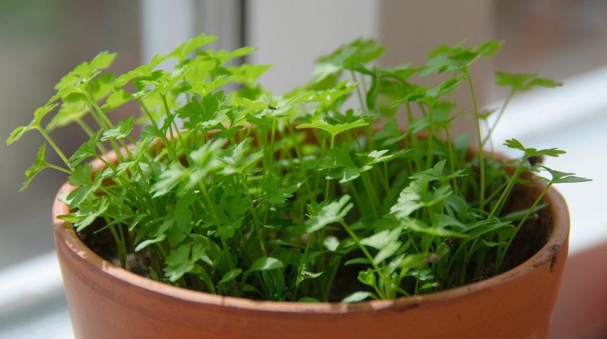 Maydanoza para vermeyin! Maydanoz evde nasıl yetiştirilir?