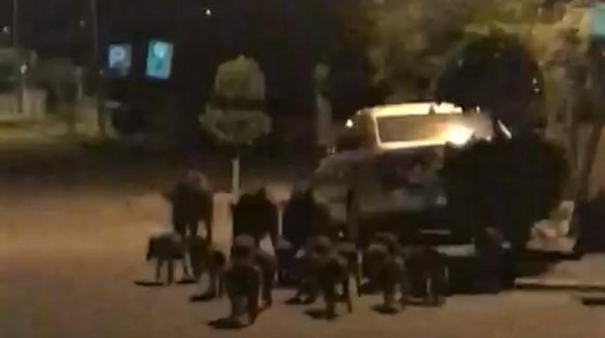 Domuzlar kedilerin mamalarına g&ouml;z dikti