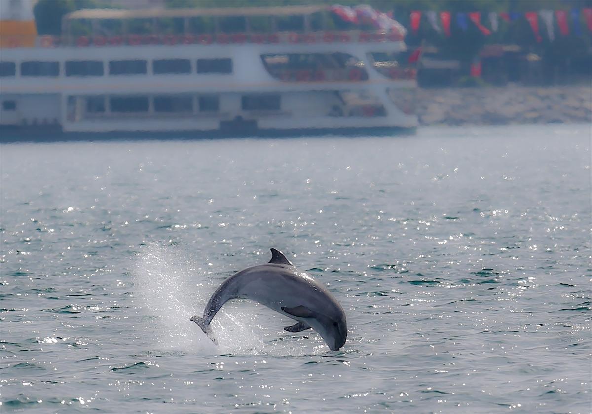  İstanbul Boğazı yunuslara kaldı! Adeta şov yaptılar