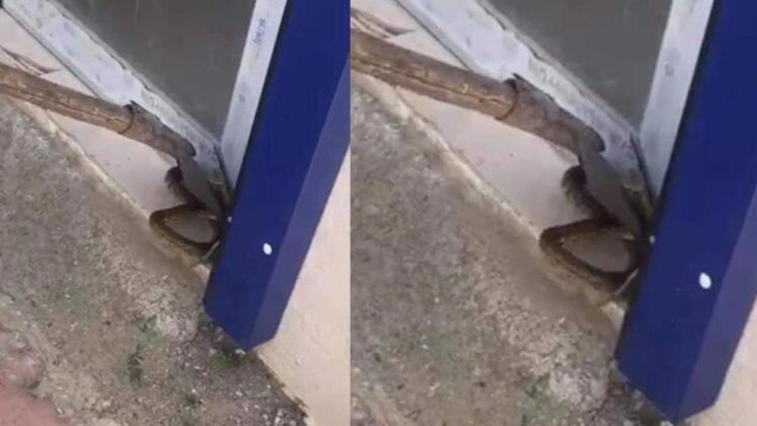 Şaşkına &ccedil;eviren anlar! Şehrin en işlek caddesine kadar geldiler