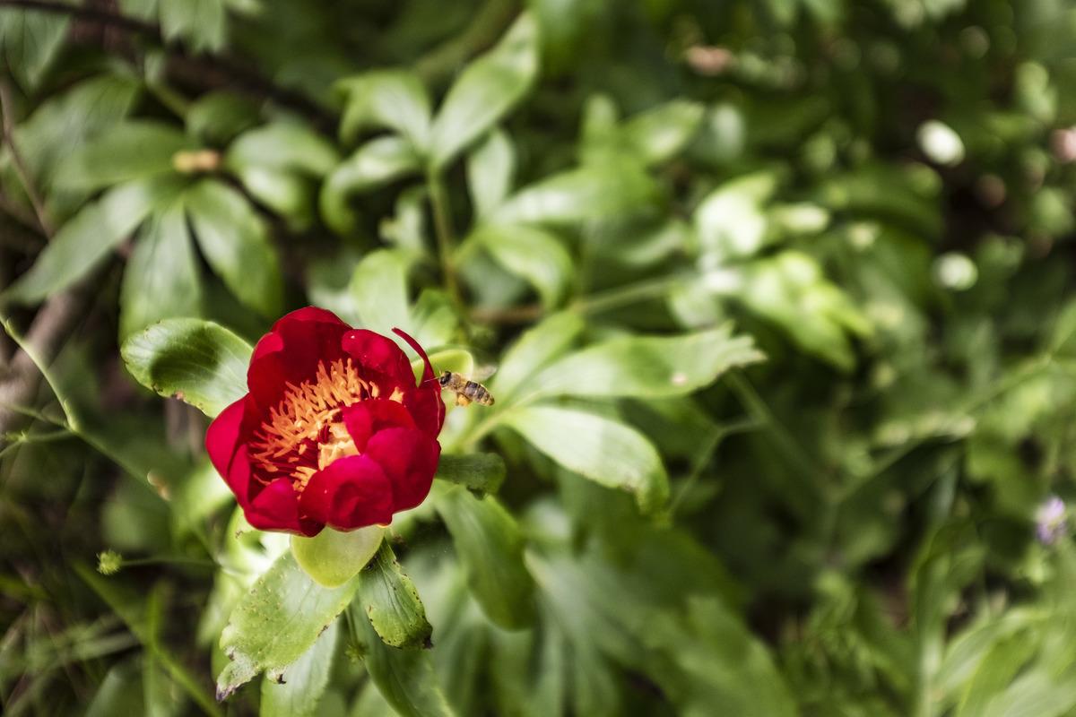 Şakayık &ccedil;i&ccedil;eğini koparmanın cezası 60 bin lira