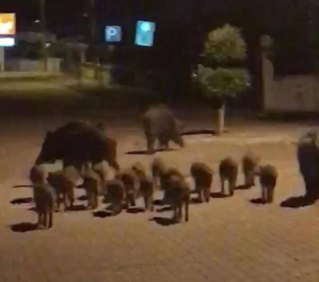 Marmaris'te yine aynı g&ouml;r&uuml;nt&uuml;! Yaban domuzu s&uuml;r&uuml;s&uuml; sokaklara indi