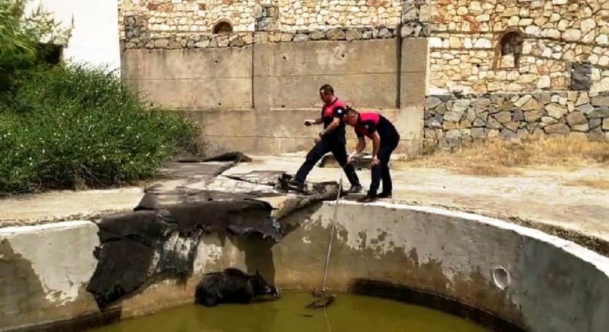 Y&uuml;zme havuzuna d&uuml;şen anne domuz ve yavrularını itfaiye ekipleri kurtardı