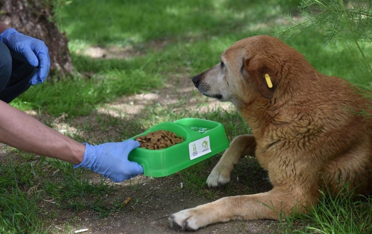 Sokaktaki canlar sahipsiz bırakılmıyor