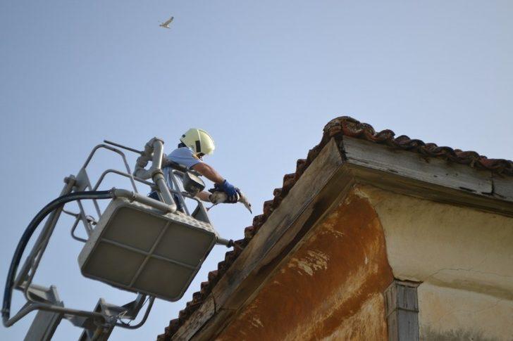 Düşen martı yavruları yuvalarına bırakıldı G1