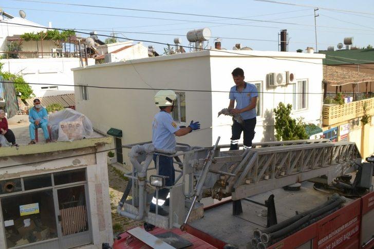 Düşen martı yavruları yuvalarına bırakıldı G2