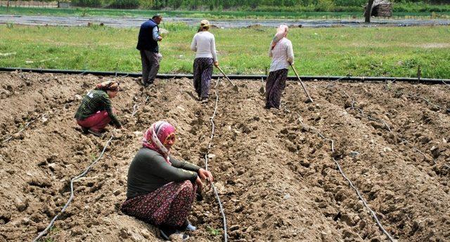 Çiftçilerin sıcak havada zorlu mesaisi