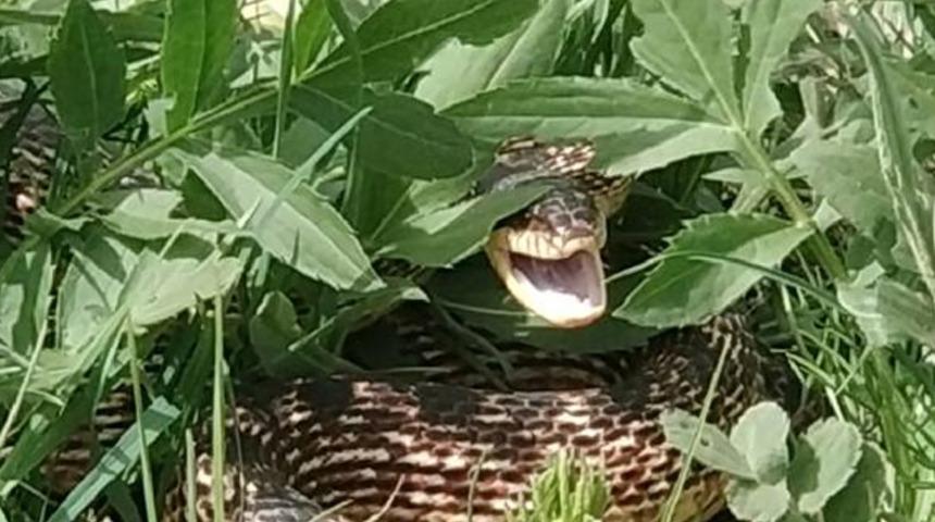 Bingöl'de yılan paniği!