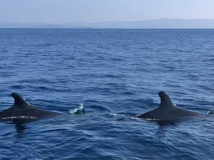 Yalancı katil balinalar Kuzey Ege'de ilk kez görüntülendi