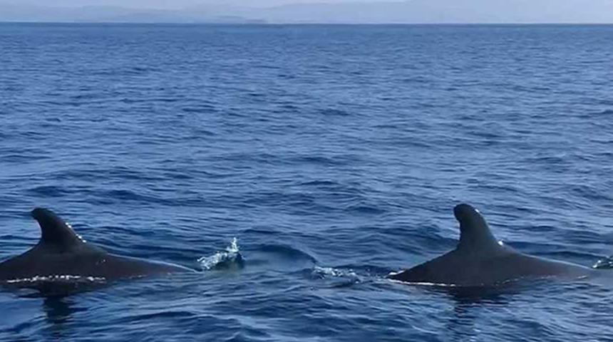 Yalancı katil balinalar Kuzey Ege'de ilk kez görüntülendi