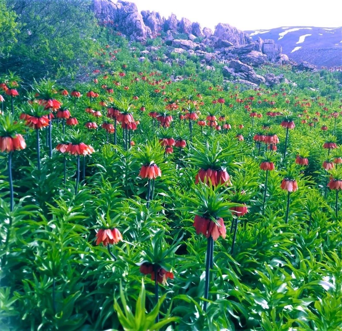 Tunceli&rsquo;de ters lalelerin, g&ouml;rsel ş&ouml;leni devam ediyor