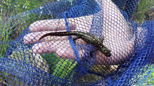 Elazığ’da Benekli Semender, izleme çalışması yapıldı