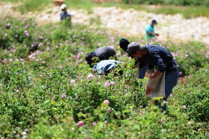 Berdan Mardini memleketi Mardin’e gül suyu fabrikası kurdu G2