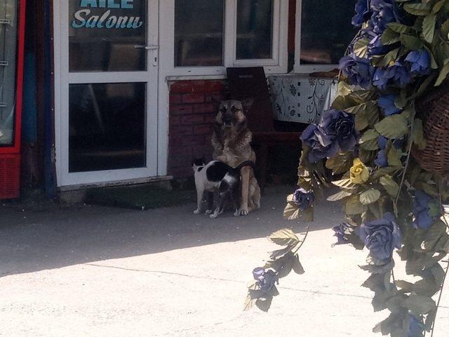 Kedi ve köpeğin dostluğu şaşırttı