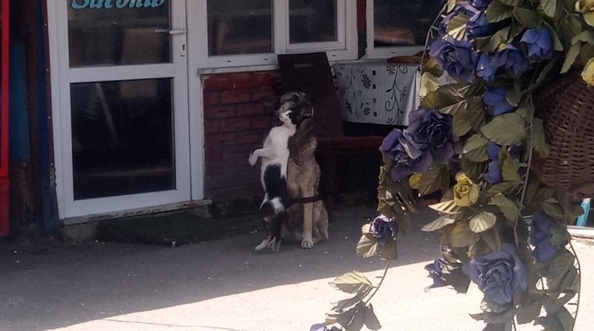 Kedi ve k&ouml;peğin dostluğu şaşırttı