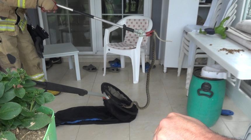 Silivri'de yılan operasyonu... İtfaiye &ccedil;ağırdılar