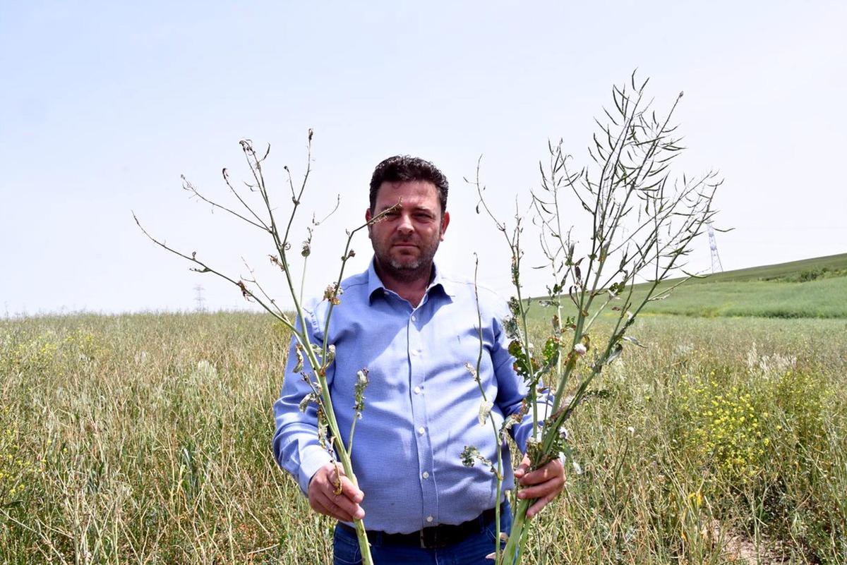 Trakya'da kanola tarlalarına 'yeşil tırtıl' istilası!