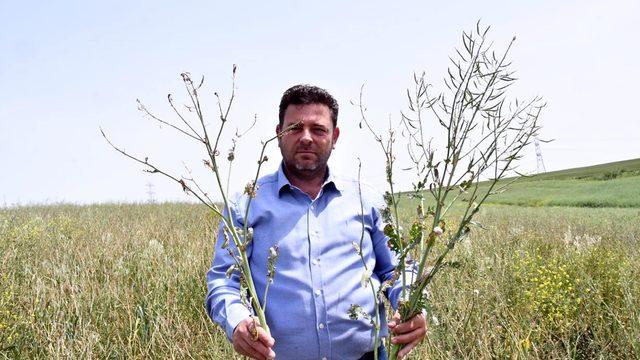 Trakya'da kanola tarlalarına 'yeşil tırtıl' istilası!