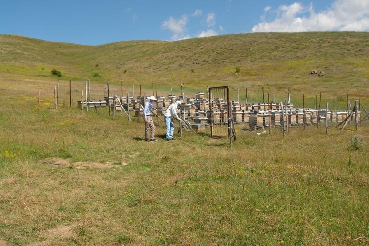 Sivas arı kovanı sayısında 7&rsquo;nci sırada