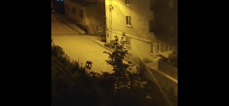 Artvin'de sokaklarda dolaşan boz ayı ilçenin maskotu oldu G1