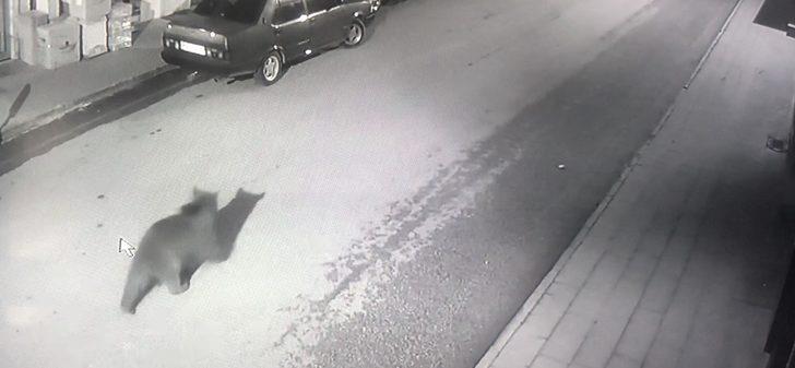 Artvin'de sokaklarda dolaşan boz ayı ilçenin maskotu oldu G3